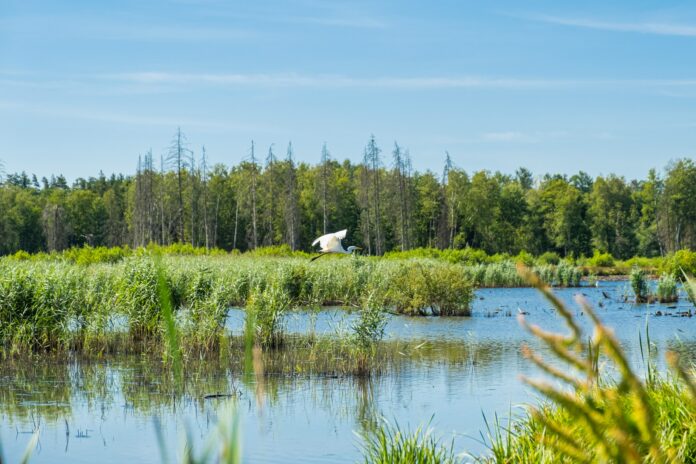 La innovación financiera como vehículo para salvar la biodiversidad del planeta